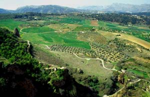 ronda0106