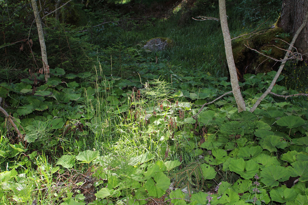 LE BIOLEY-SAVOIA (24)