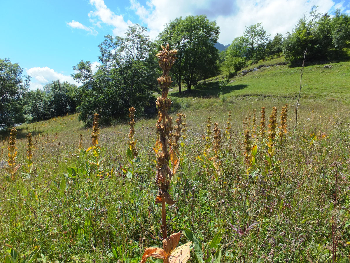 LE BIOLEY-SAVOIA (54)