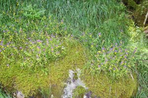 LE BIOLEY-SAVOIA (11)