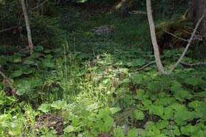 LE BIOLEY-SAVOIA (24)