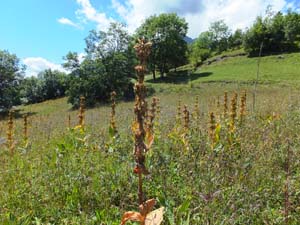 LE BIOLEY-SAVOIA (54)