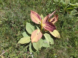 LE BIOLEY-SAVOIA (55)