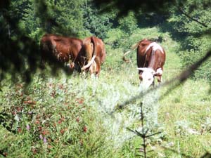 SAINT OYEN (24)