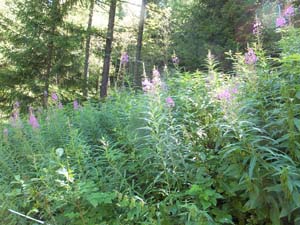 SAINT OYEN (38)