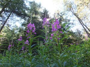 SAINT OYEN (39)