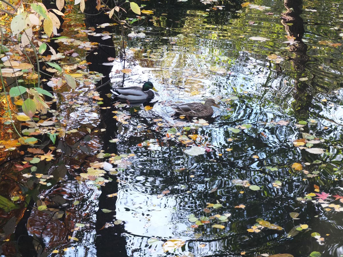 Grober Tiergarden (16)
