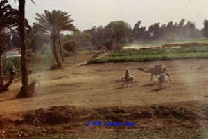 EGITTO - MAROCCO - SAHARA - OASI EGIZIANE